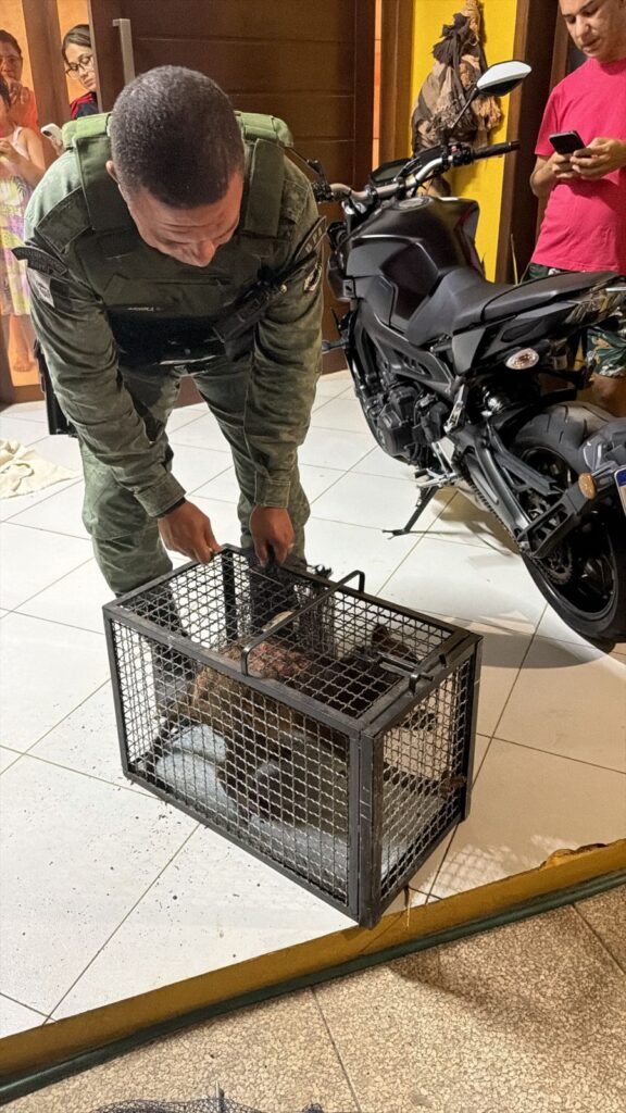 WhatsApp-Image-2026-01-14-at-11.29.38-576x1024 Guaxinim é resgatado pelo Batalhão de Polícia Ambiental/AL em Colônia Leopoldina